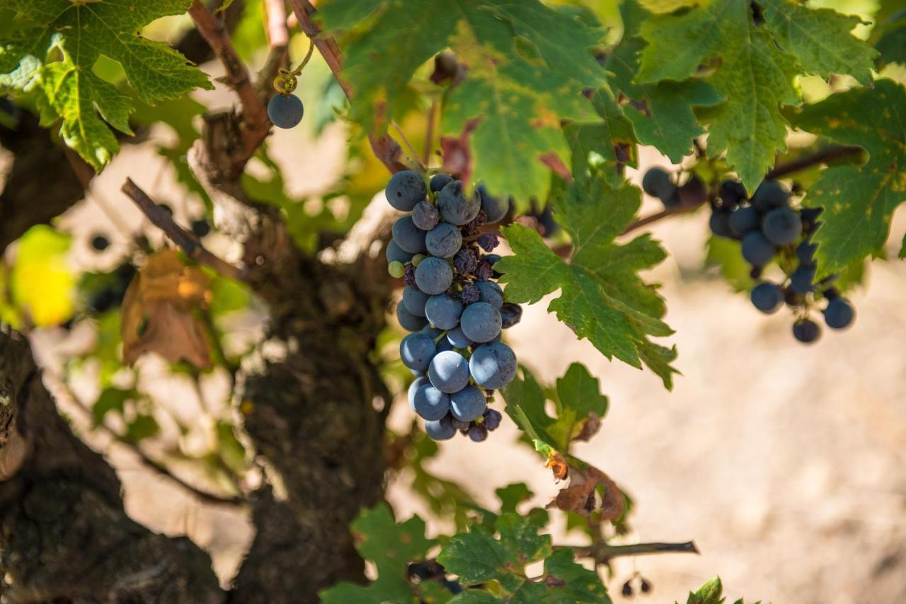Viglione Wine Resort Santeramo in Colle Dış mekan fotoğraf