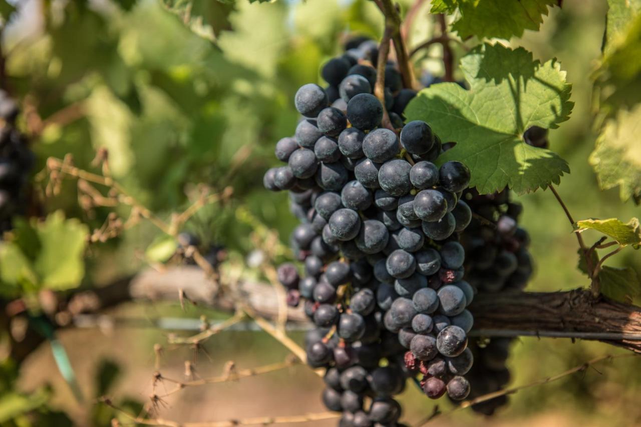 Viglione Wine Resort Santeramo in Colle Dış mekan fotoğraf